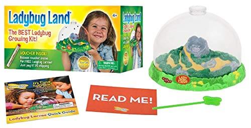 Insect Lore Original Ladybug Land with Voucher - Image 2